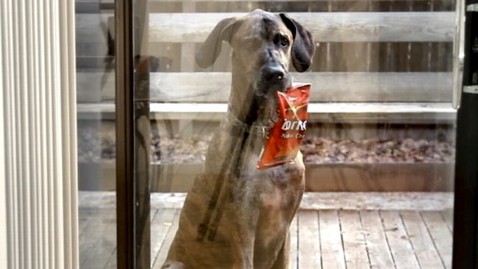 Dorito Dog Commercial