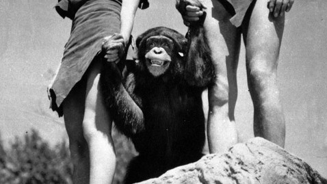 ap cheetah chimp tarzan dm 111228 wblog Cheetah the Chimp of Tarzan Fame Dies at Age 80