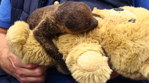 baby sloth hugging stuffed animal
