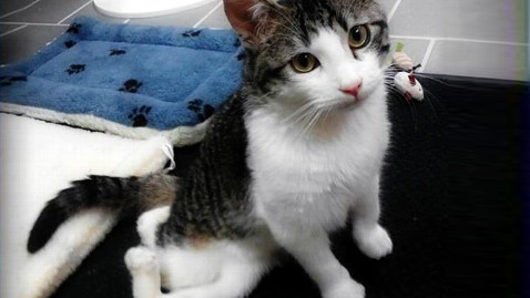 ht corky the cat jp 120420 wblog Kitten Gets New Legs and Lease on Life