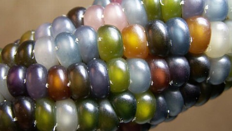 ht glass gem corn kernels seeds trust ll 120516 wblog New Rainbow Colored Glass Gem Corn