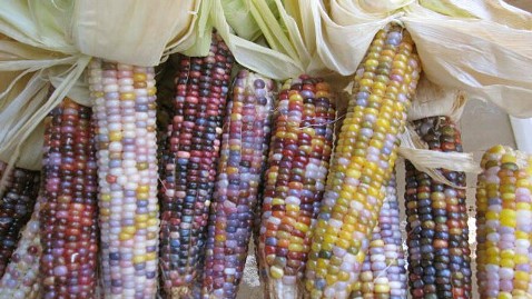 ht seeds trust glass gem corn ll 120515 wblog New Rainbow Colored Glass Gem Corn