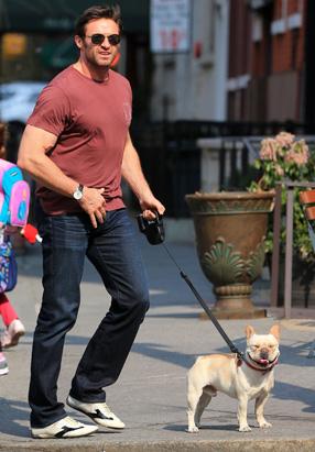 spl_hugh_jackman_dog_walk_ss_thg_130411_