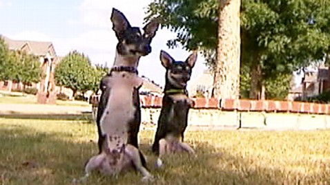 abc two legged pups dm 120927 wblog Two Legged Puppies Almost Unaffected by Disability 