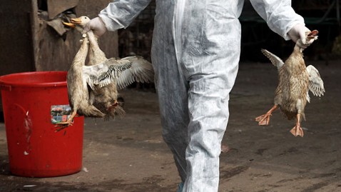 gty bird flu nt 130408 wblog H7N9 Bird Flu Update: 21 Infected, 6 Dead