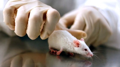 درمان الزایمر در موش
