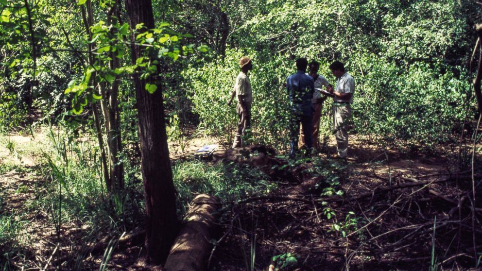 Resource Management and Research employees work on the land survey in a forest clearing. 