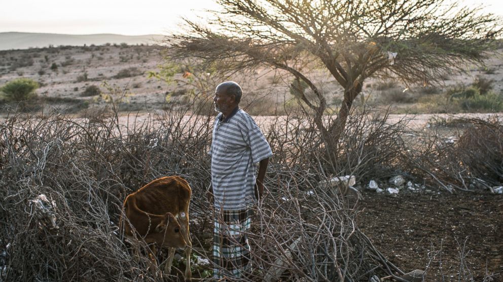 PHOTO: Daud Mohamed with his last remaining calf at dawn, in Gebiley, Somalia, amidst a severe drought that swept across northwestern Somalia last spring.