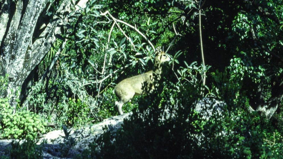 PHOTO: A small deer is seen amidst lush foliage. In the 1970s and 80s an intrepid team of scientists - working with American funding and Soviet maps at the height of the Cold War, carried out the most comprehensive land survey of Somalia ever completed.