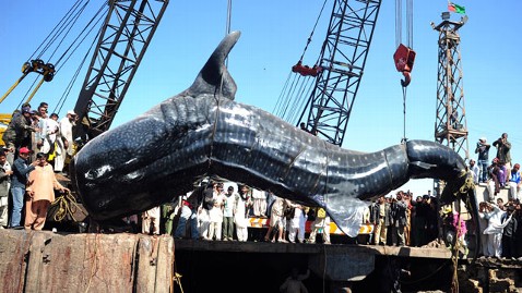 Giant WHALE SHARK Reeled In By Pakistani Fisherman