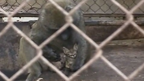 ht baboon adopts kitten mi 121108 wblog Kitten Taken in by Baboon at Israeli Zoo