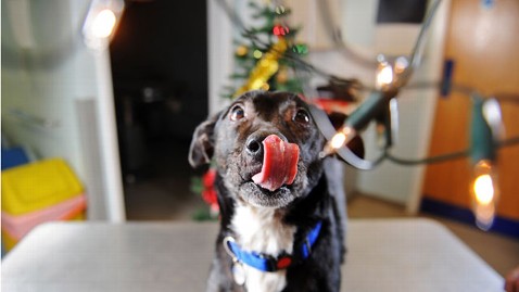 ht dog swallows christmas lights nt 121218 wblog Precocious Pup Saved After Eating a Foot of Christmas Lights