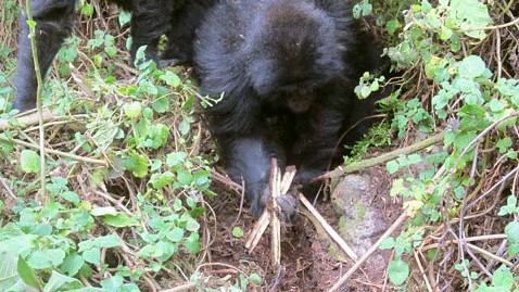 ht gorilla snare ll 120725 wblog Gorillas Seen Dismantling Deadly Poacher Traps