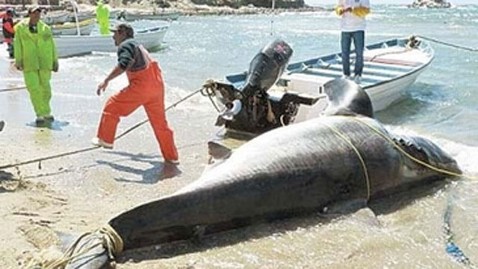 ht great 2 white shark dm 120419 wblog Jaws Dad? 2,000 Pound Shark Caught in Mexico