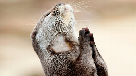 zm praying otter jp 120217 wblog Praying Otter Seeks Help from Higher Power