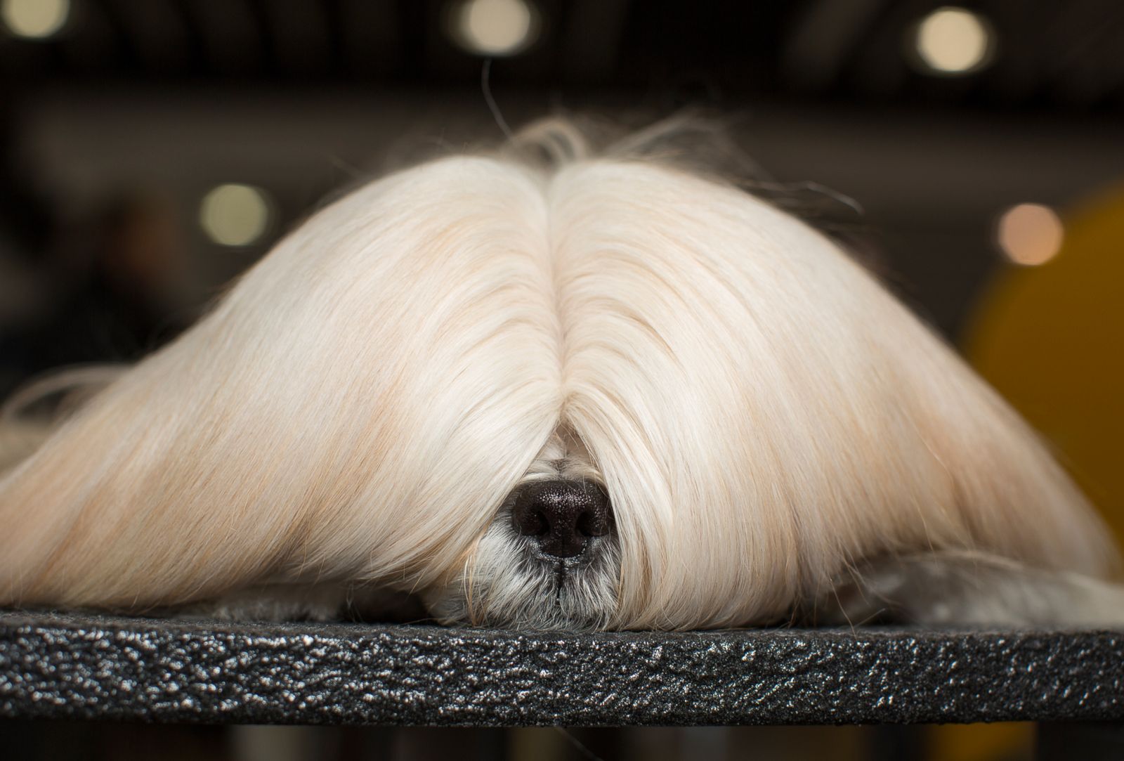 The lovable faces of the dogs at the Westminster Dog Show Photos ABC News