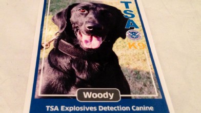  Meet Woody, the Bomb Sniffing Dog