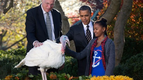 ap Obama Turkey Pardon nt 121121 wblog Obama Pardons Turkeys...Then They Die