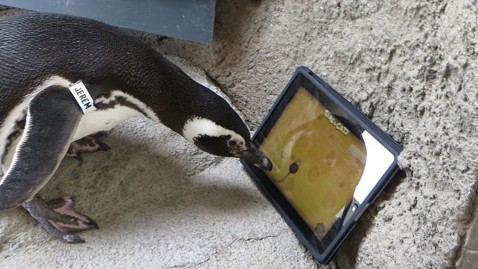 iPad-Playing Penguins Try to Nip at Virtual Mouse - ABC News