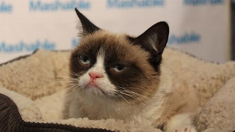 9 Best Grumpy Cat Memes