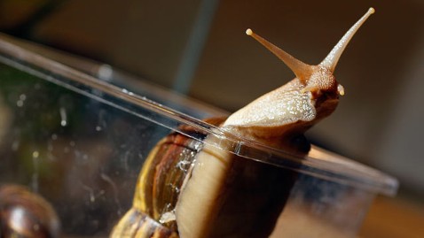 gty african land snail ml 130415 wblog Giant Snail Menaces Houston Neighborhood