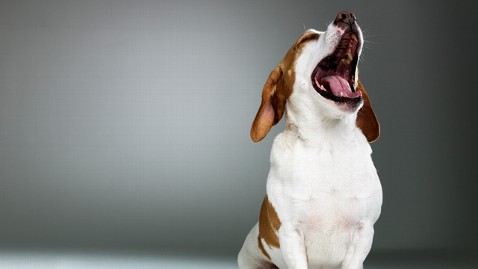 gty dog yawn ll 121025 wblog Bone Tired: Study Shows Yawning Dogs Empathizing with Owners