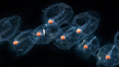 gty salps dm 120426 wblog Jellyfish Like Organisms Shut Down California Power Plant