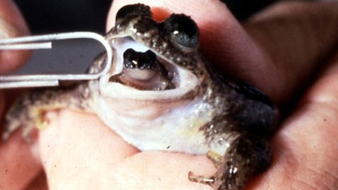 Frog That Gives Birth Through Mouth to be Brought Back From Extinction -  ABC News