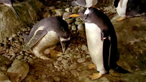 ht gay penguins gets egg madrid thg 120523 wblog Madrid Zoos Gay Penguins Given Egg of Their Own