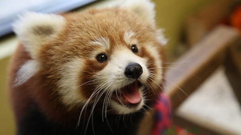 ht red panda cub in tennessee tk 120822 wblog Red Pandas, Cursed by Their Adorable Looks, Face Extinction
