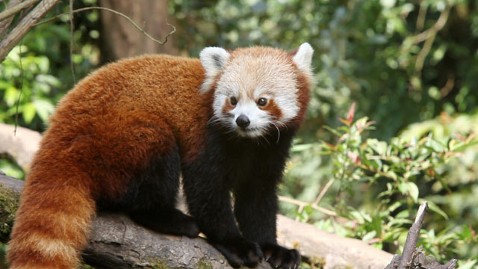 How many red pandas are left?