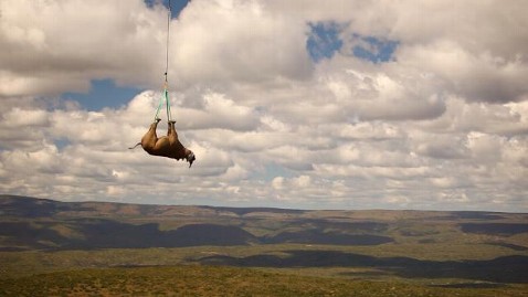 rhino%20relocation wblog Black Rhinos Lifted to Safety From Poachers