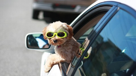 gty dog car driving kb 120605 wblog N.J., Other States Turn Focus to Pets in Fight Against Distracted Driving