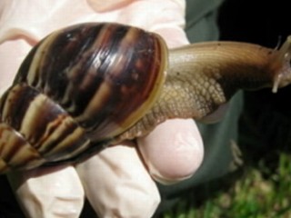  - abc_ann_giant_snails_110916_mn