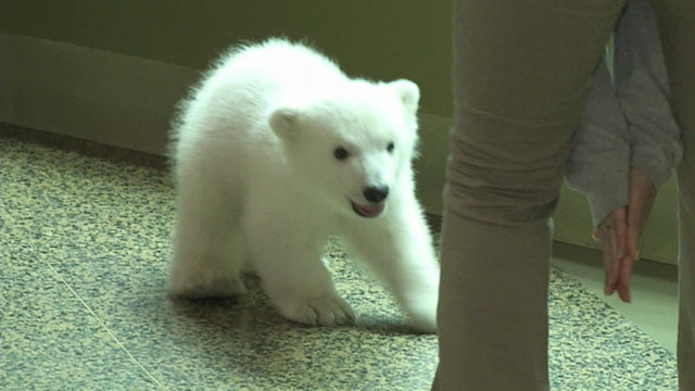 abc buffalo zoo polar bear jt 130302 wmain Instant Index: Late Night Rumors Say Leno Out, Fallon In