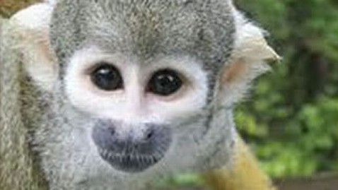 abc gma banana sam jt 111231 wblog Monkey Banana Sam Snatched From San Francisco Zoo 