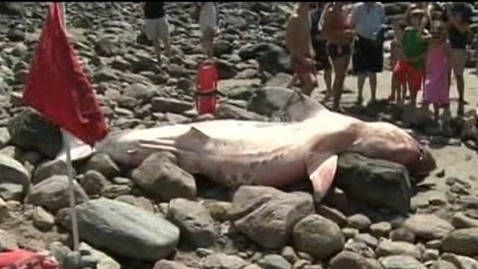 abc gma shark 0713 jt 120902 wblog Great White Shark Washes Ashore; Officials Close New England Beaches