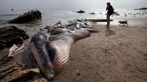 Dead Whale on Malibu Beach Stinking Up Celeb Homes