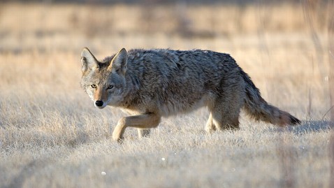 Coyote Killing Contest Sparks Outrage in New Mexico