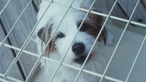 gty dog caged jt 120121 wblog States Look to Establish Online Animal Abuser Registries
