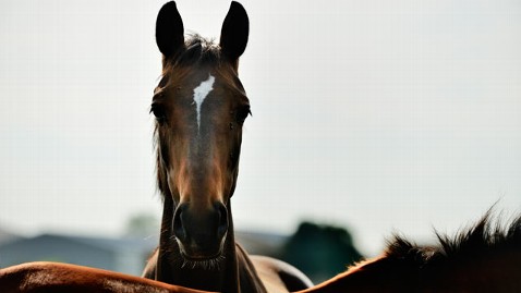 gty horse slaughter us nt 130301 wblog Save the Horses! Three Lawmakers Will Try to Ban Slaughter for Food