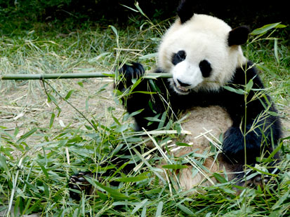 gty panda bamboo jef 111117 main The Worlds Most Expensive Tea: Made From Panda Poo!?