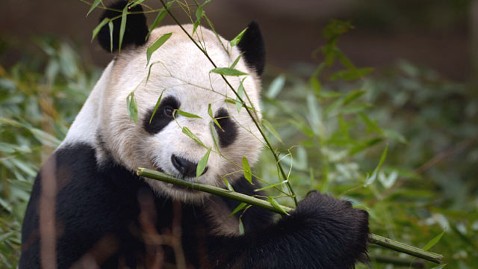 gty panda mi 130301 wblog Instant Index: Bonnie Franklin Dead; Bus Driver Faints