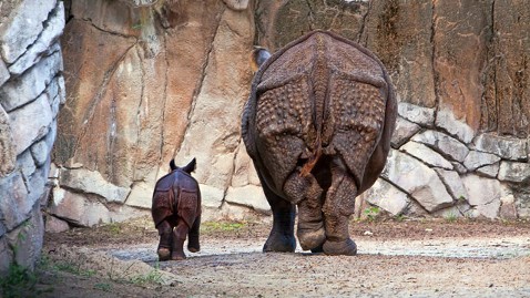 ht Fort Worth Zoo rhino jt 120901 wblog Endangered Rhino Born at Texas Zoo