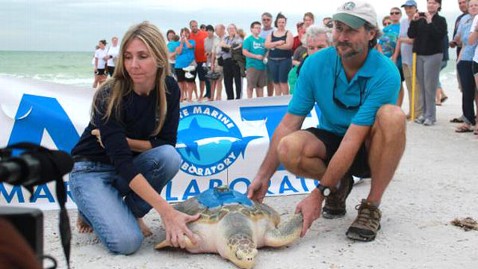 ht Johnny Turtle nt 111228 wblog Johnny The Turtle Is Released After 10K Mile Journey