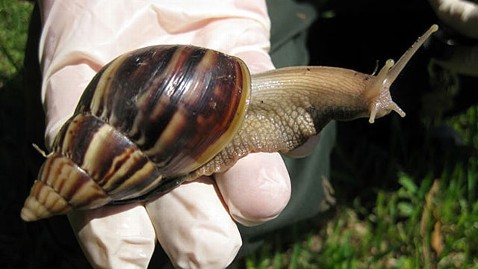 ht african land snails florida thg 110916 wblog Giant African Snails Invade Miami Florida