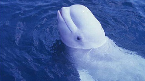 ht beluga whale mimic lpl 121022 wblog Talking Beluga Whale Could Mimic Humans