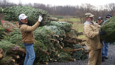 ht christmas trees three B tree nt 121127 wblog Growers Seek Help Getting Christmas Trees to Sandy Victims