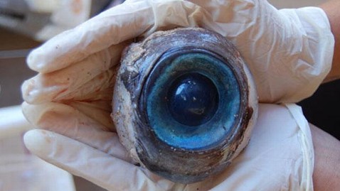 ht eyeball washed up on shore mystery 2 mn thg 121012 wblog Mystery of Giant Eye on Beach Solved