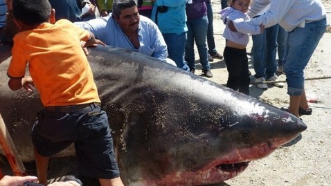 ht great white shark dm 120419 wblog Jaws Dad? 2,000 Pound Shark Caught in Mexico